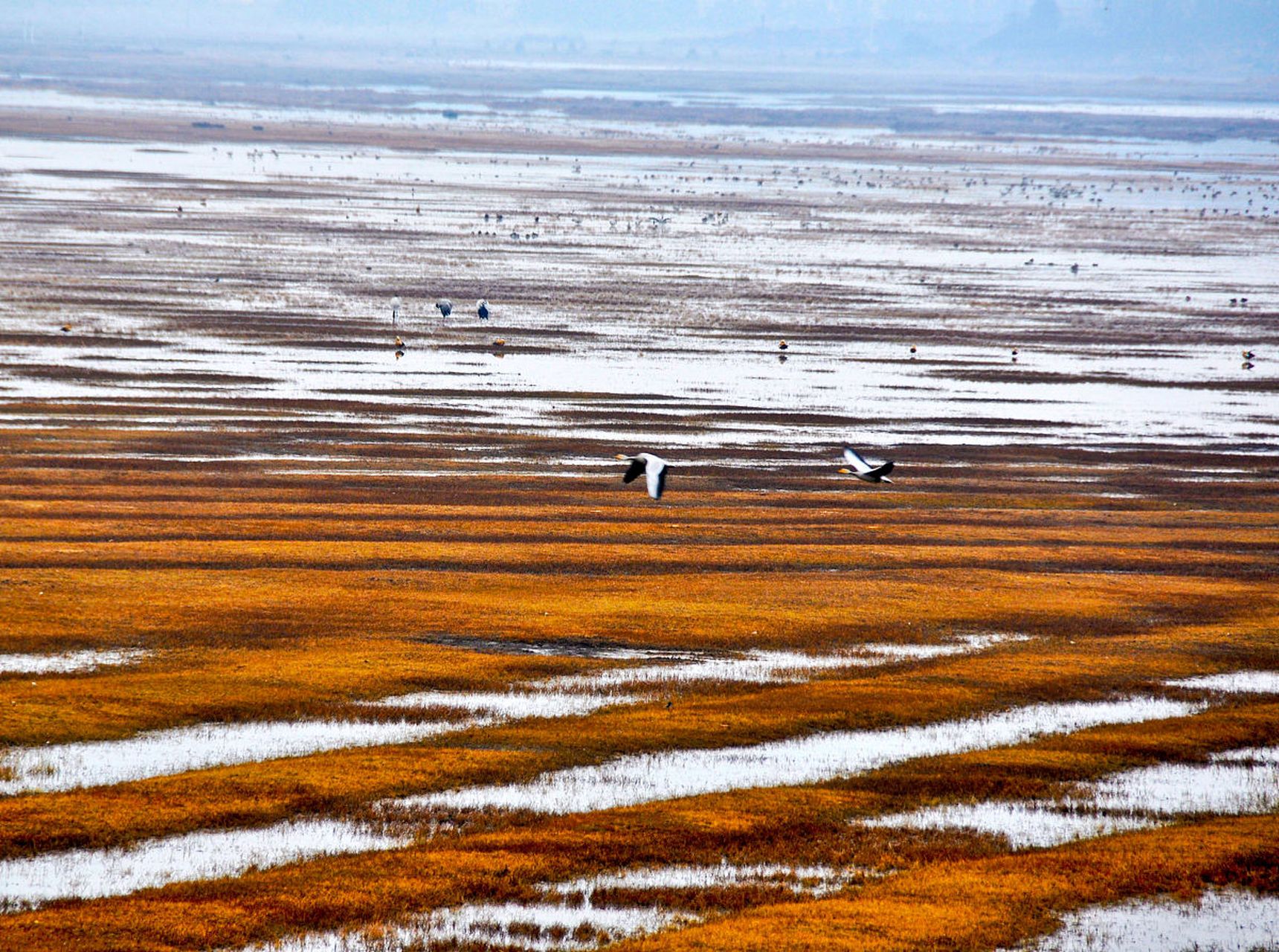 威宁草海位于中国贵州省威宁县,是一个典型的高原淡水湖泊湿地生态