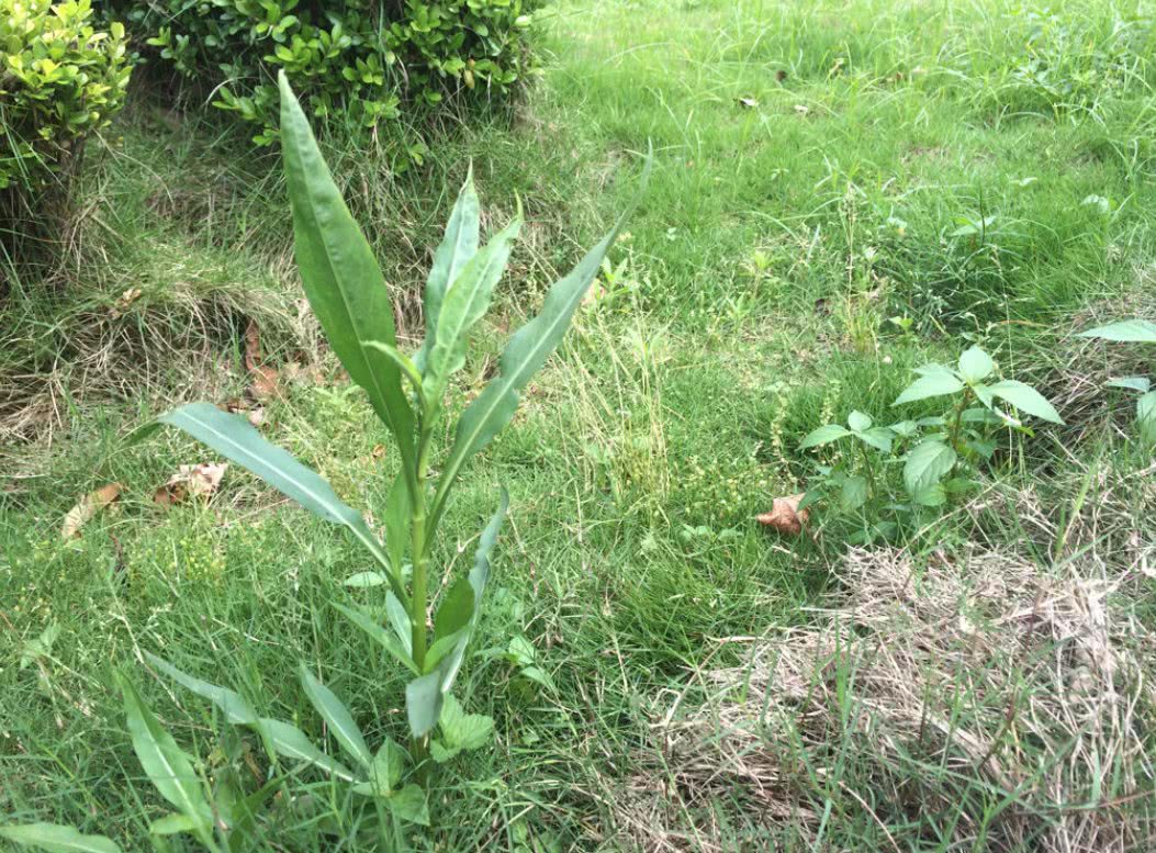 农村里有一种野草,人称"土柴胡,晒干切片可做中草药