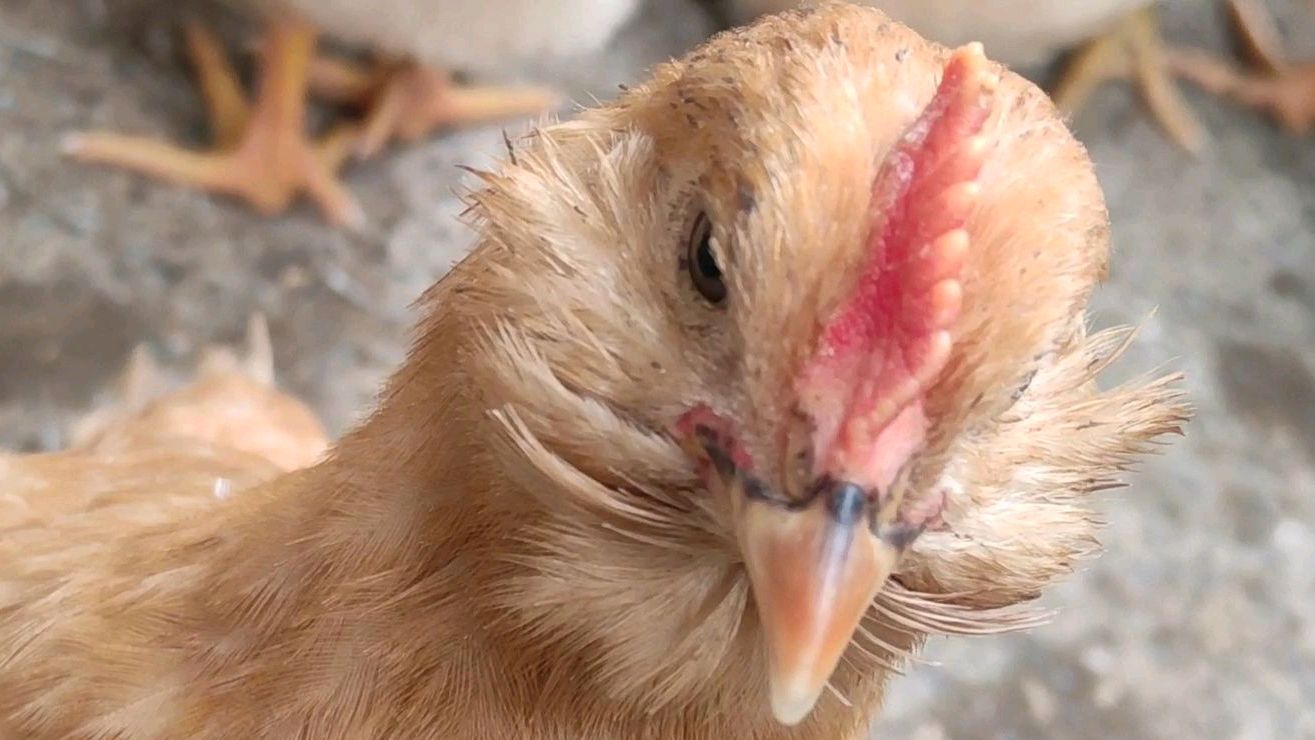 彻底治愈小鸡支原体感染的全套方案、及效果,养鸡朋友有借鉴了