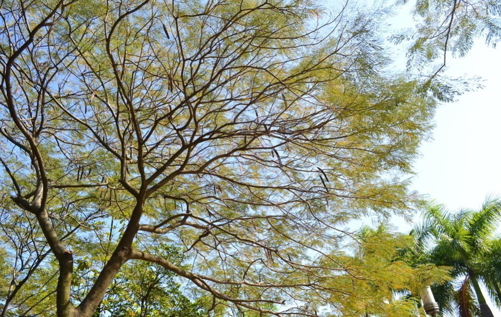 这种外来入侵的树不值钱,树皮却是稀罕物,有人专门靠树皮发财