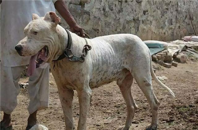此犬性情暴烈不易驯服,被当地人用来斗熊,至今没被犬种机构认证