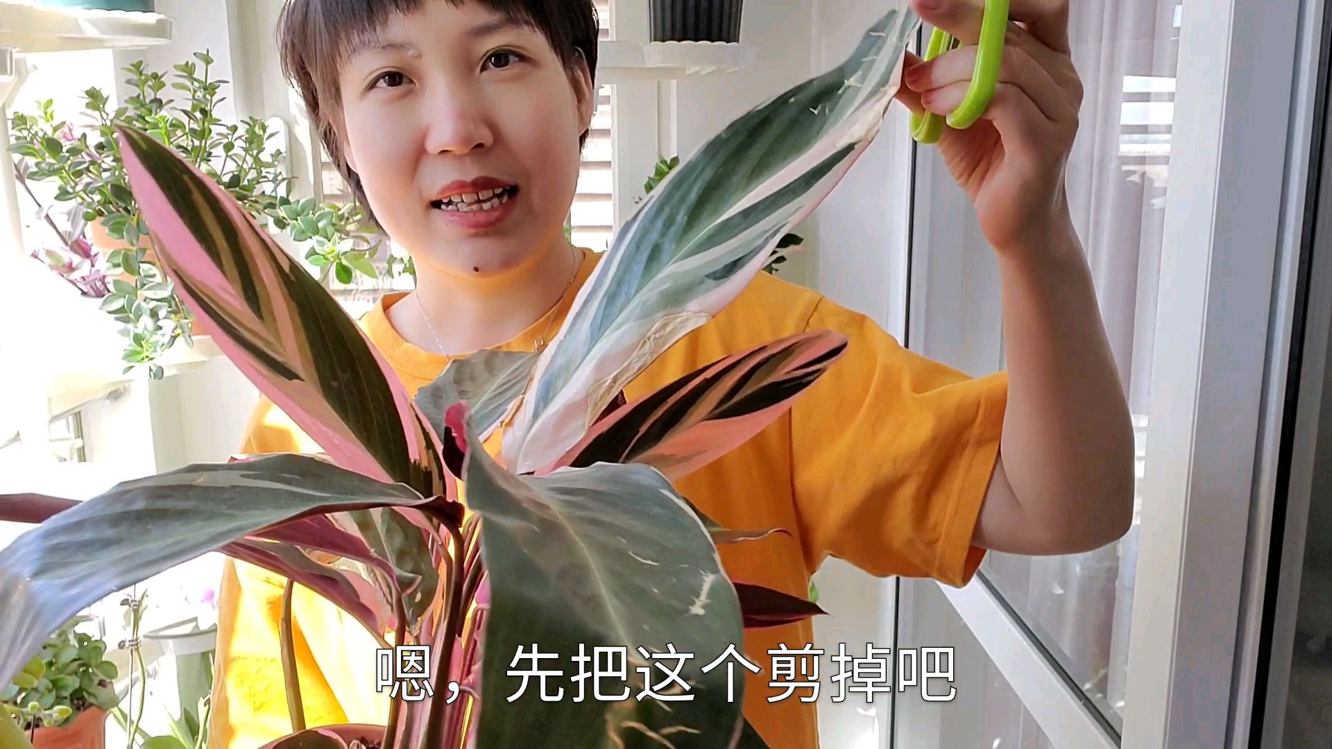 七彩竹芋这4片叶子忍受快一年了，终于到时机可以剪掉了！