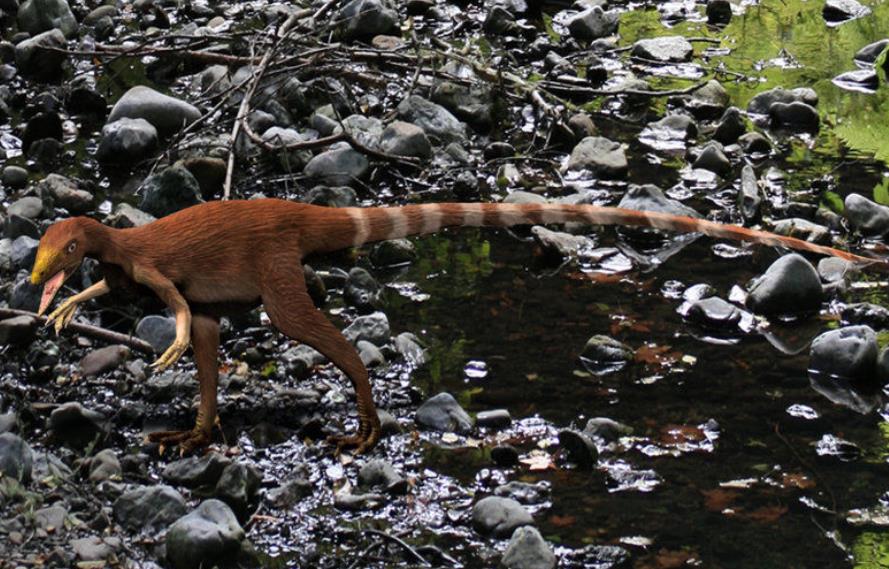 中华龙鸟,中华龙鸟是一种有着原始鸟类特征的史前动物,发现于中国地区