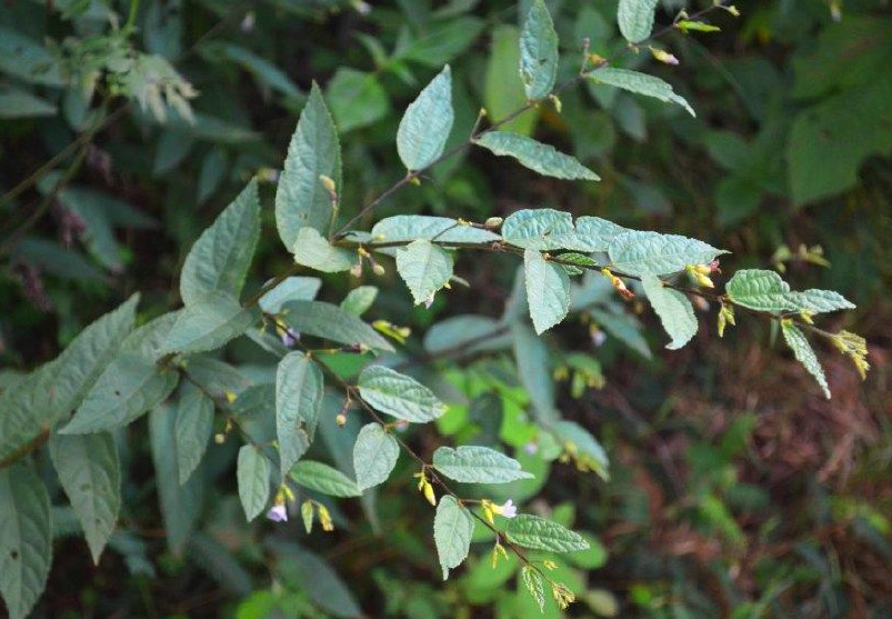 在乡村被人称为"狗屎树,名字虽然古怪,但具有良好的药效!