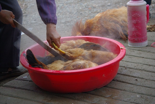 大叔杀鸡子场面很隆重,他竟然给鸡子念经,好几个小孩子听着在笑