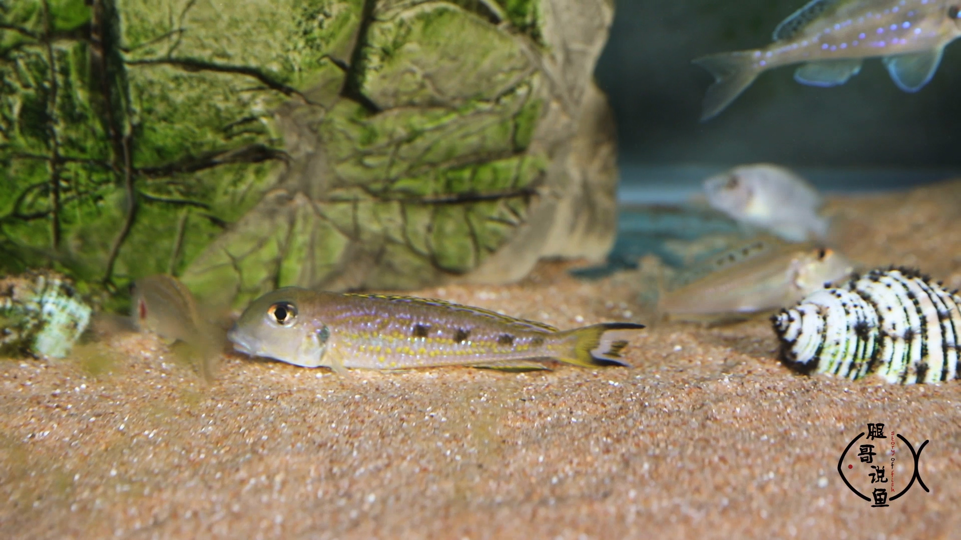 三湖鱼中最美丽的底栖鱼——七彩珍珠,雌雄同态,很好繁殖!