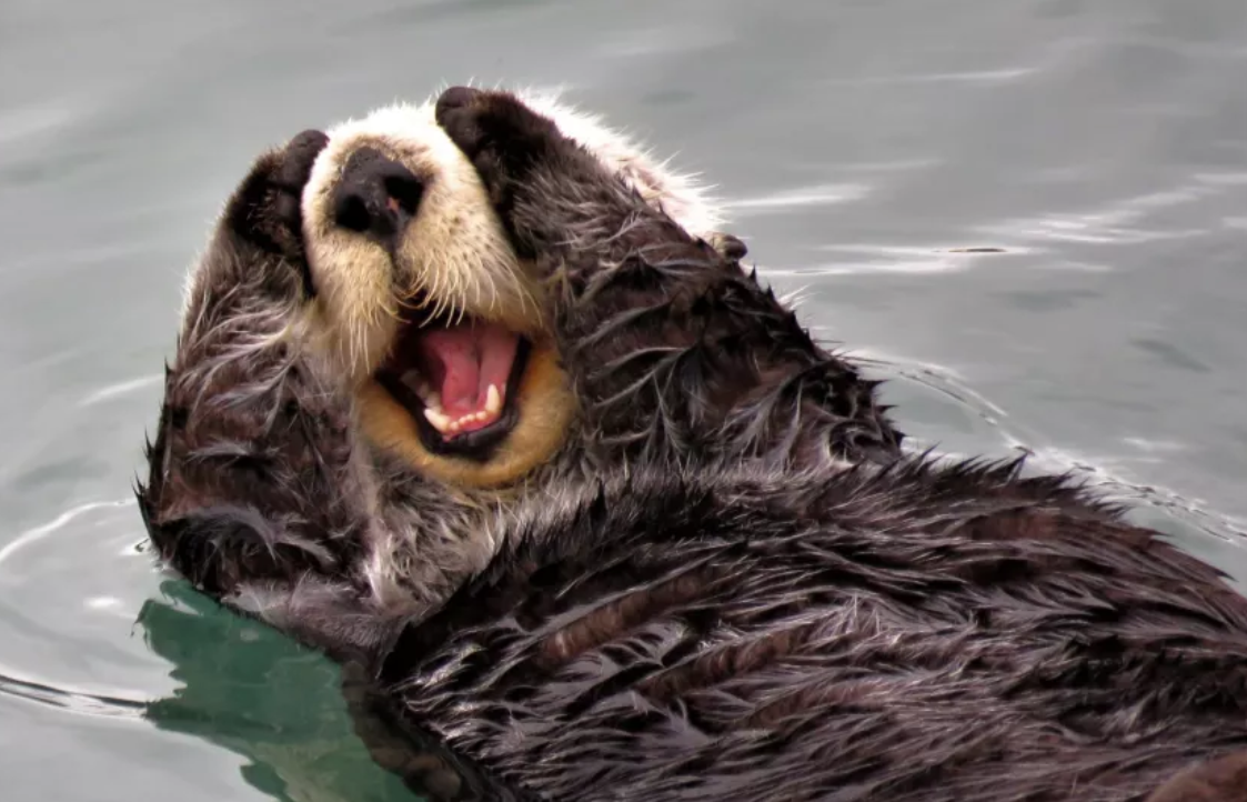 海獭:会托腮捂眼"卖萌",非常可爱的动物小宝贝,惊喜源源不断