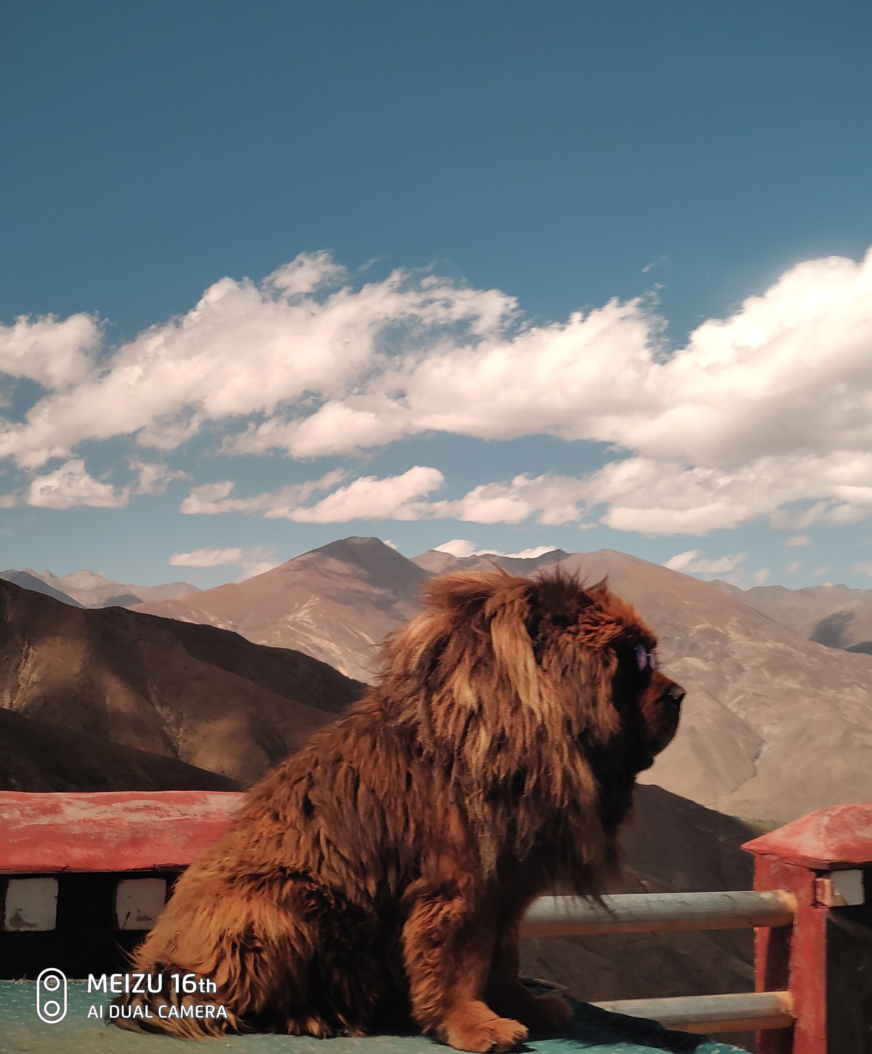 实拍:雪域高原上的王—藏獒!