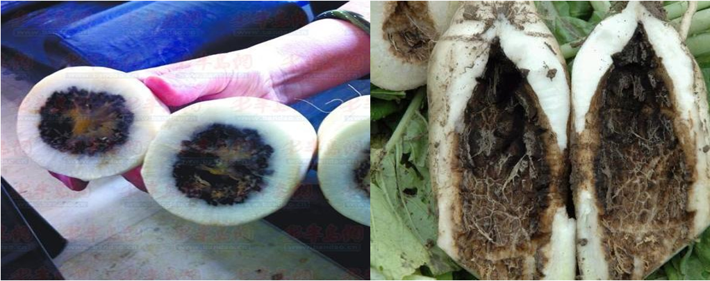 今年菜价好,防好黑腐病,萝卜也能挣大钱!