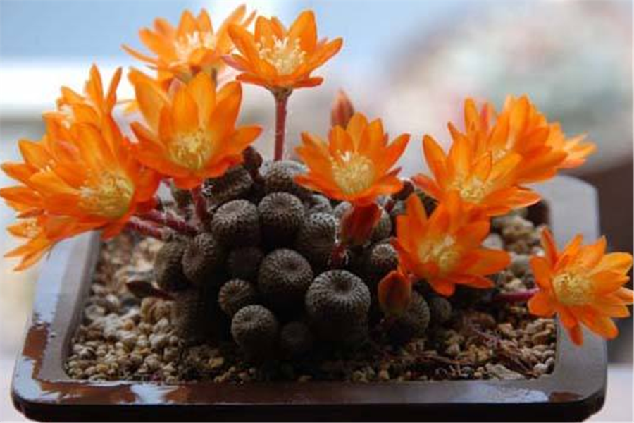 最美多肉仙人球"子孙球",牢记这5点,小球挤爆盆,花开上百朵