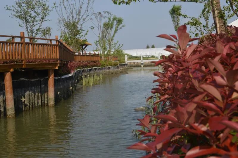 松江石湖荡:黑臭小池塘变身河道"颜值担当"!