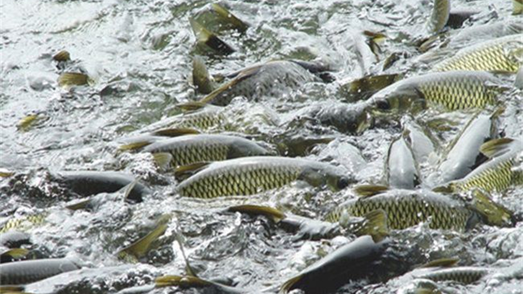 2019农村生态鱼塘最高补贴70万;农人告知这7点,养鱼赚钱实情!