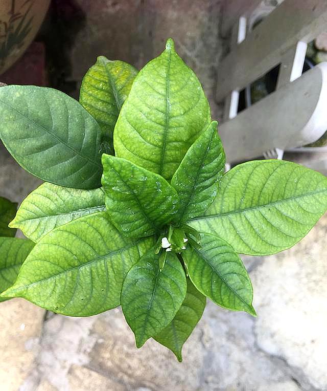 花友养的栀子花叶子黄了