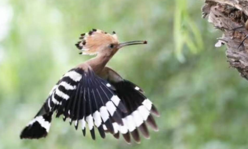 有谁知道这种头上长小扇的鸟的学名叫啥?是啄木鸟吗?