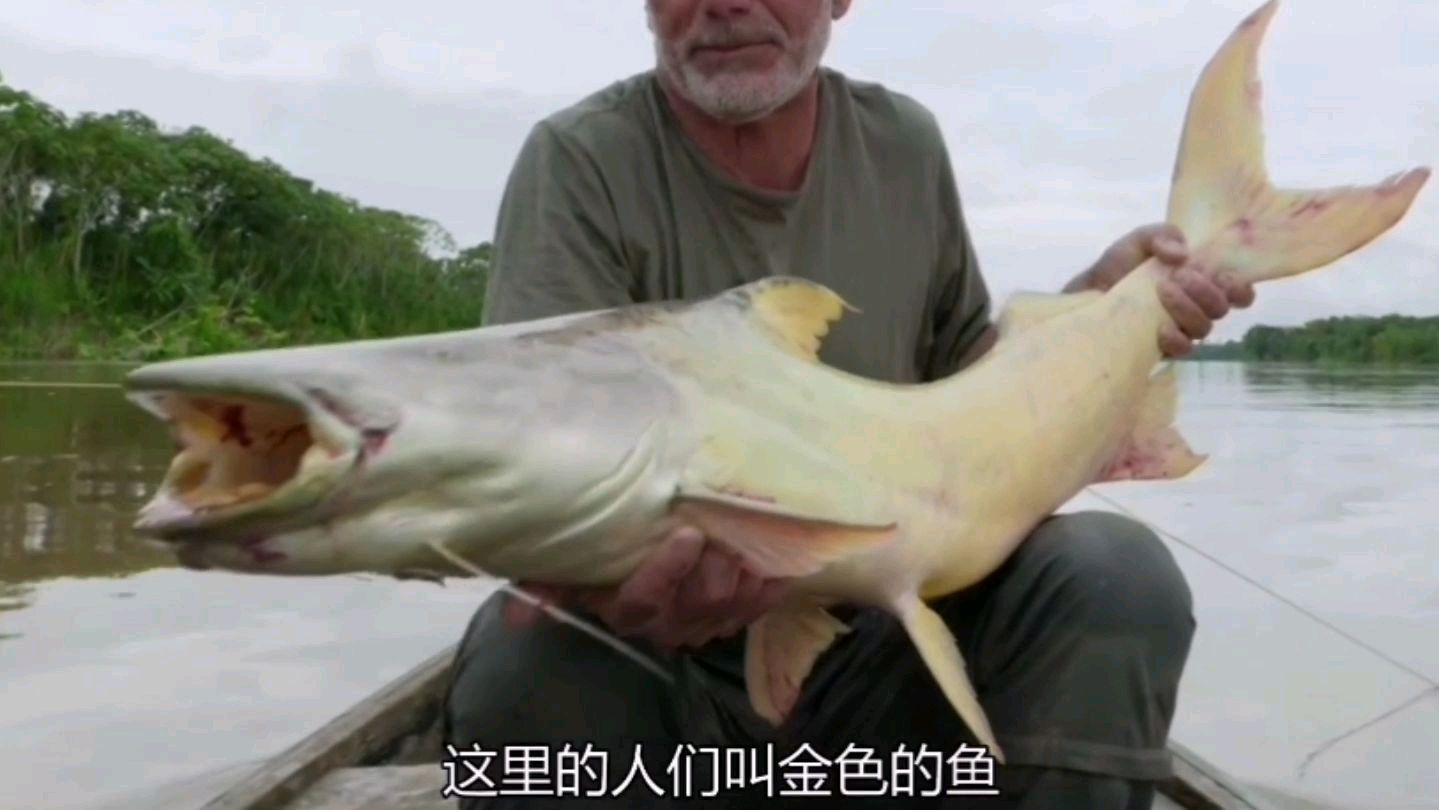 白胡子大叔在亚马逊钓金鲶鱼,渔民确逮到了小孩般大小的巨骨舌鱼