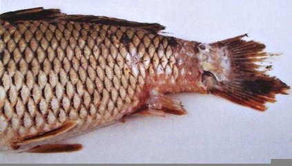 针尾病的鱼是什么样子图片