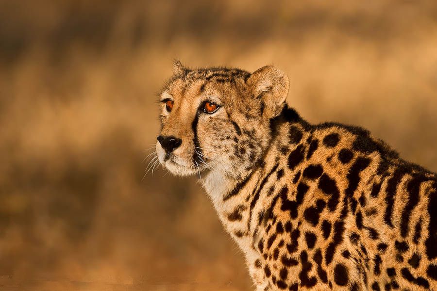 看上去威风凛凛的王猎豹,却因一个原因比普通猎豹生存更艰难