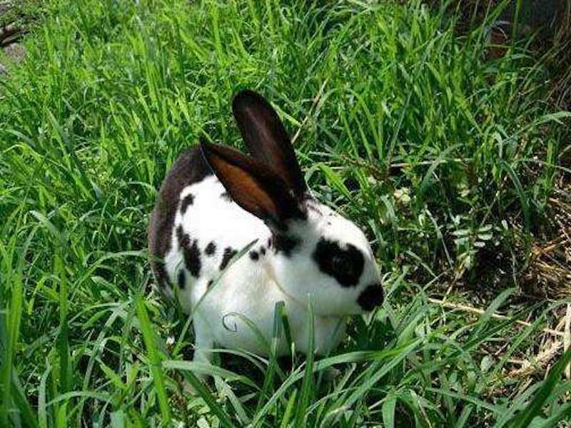 "毛球"不吃饲料有问题,德国巨花兔管理要改善,这些知识别忽视