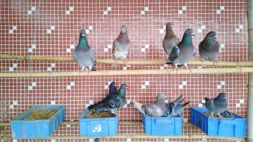 人人都想创业致富,在农村养殖鸽子能发财吗?钱途如何