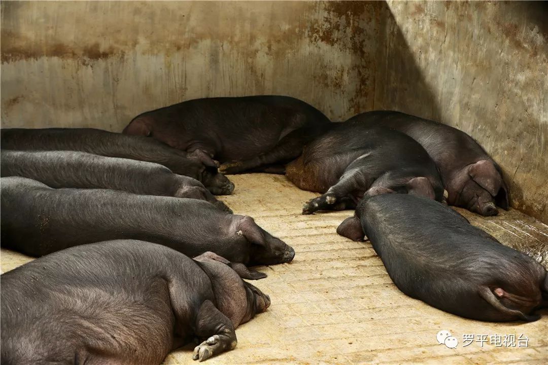 旁邊的地裡自由覓食和活動 走進養殖區 數十頭黑豬