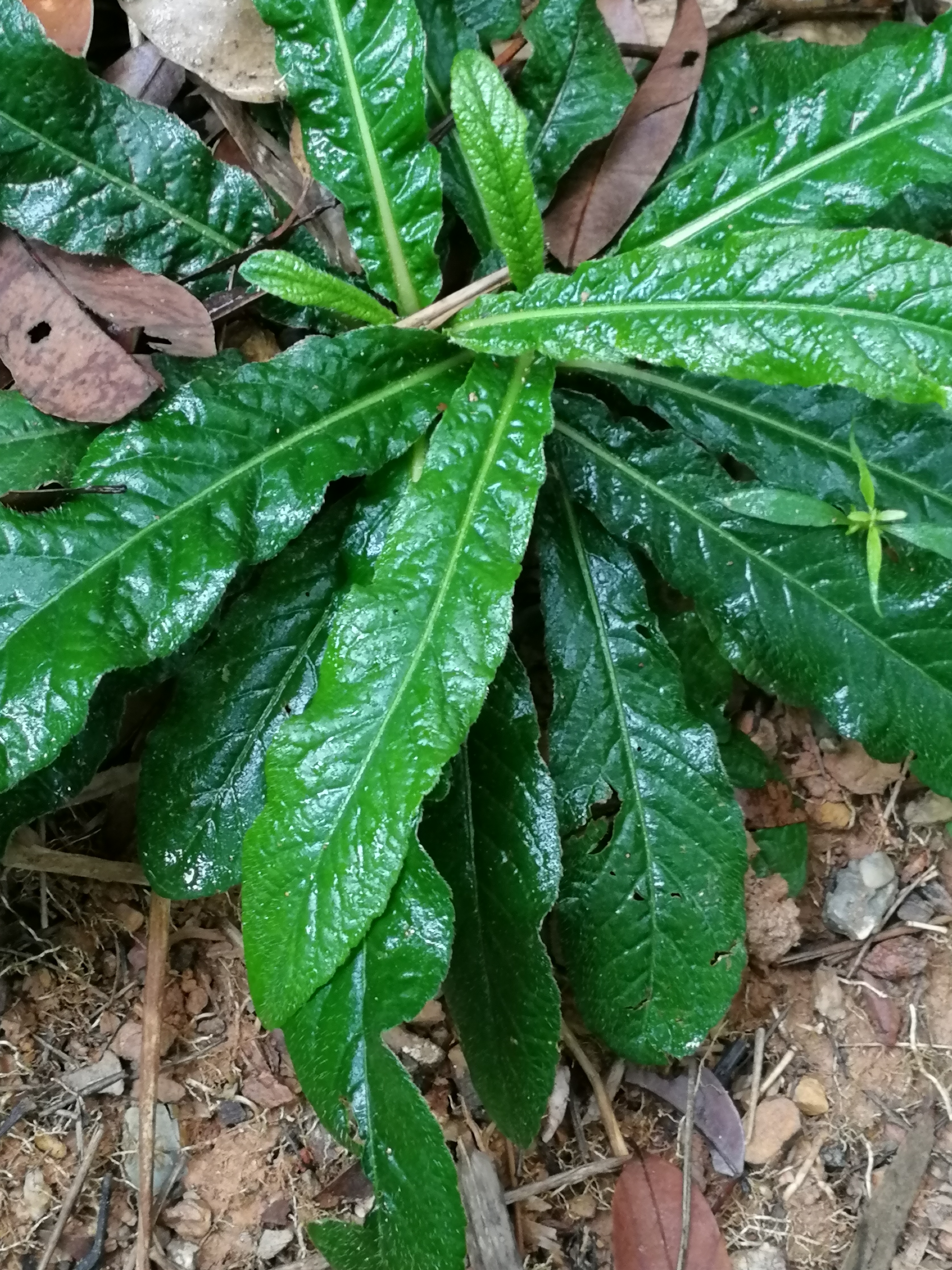 地胆头草药图片的功效图片