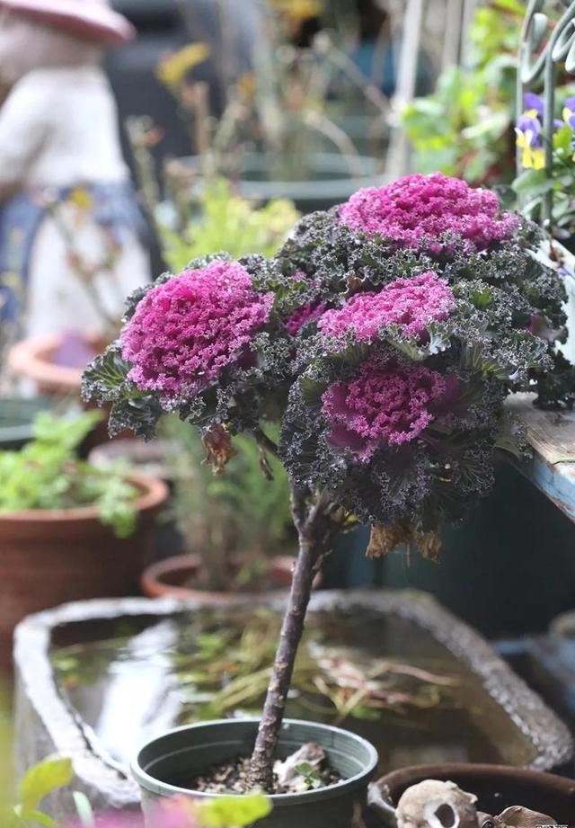 朋友圈非常火的羽衣甘蓝,如何养成老桩?