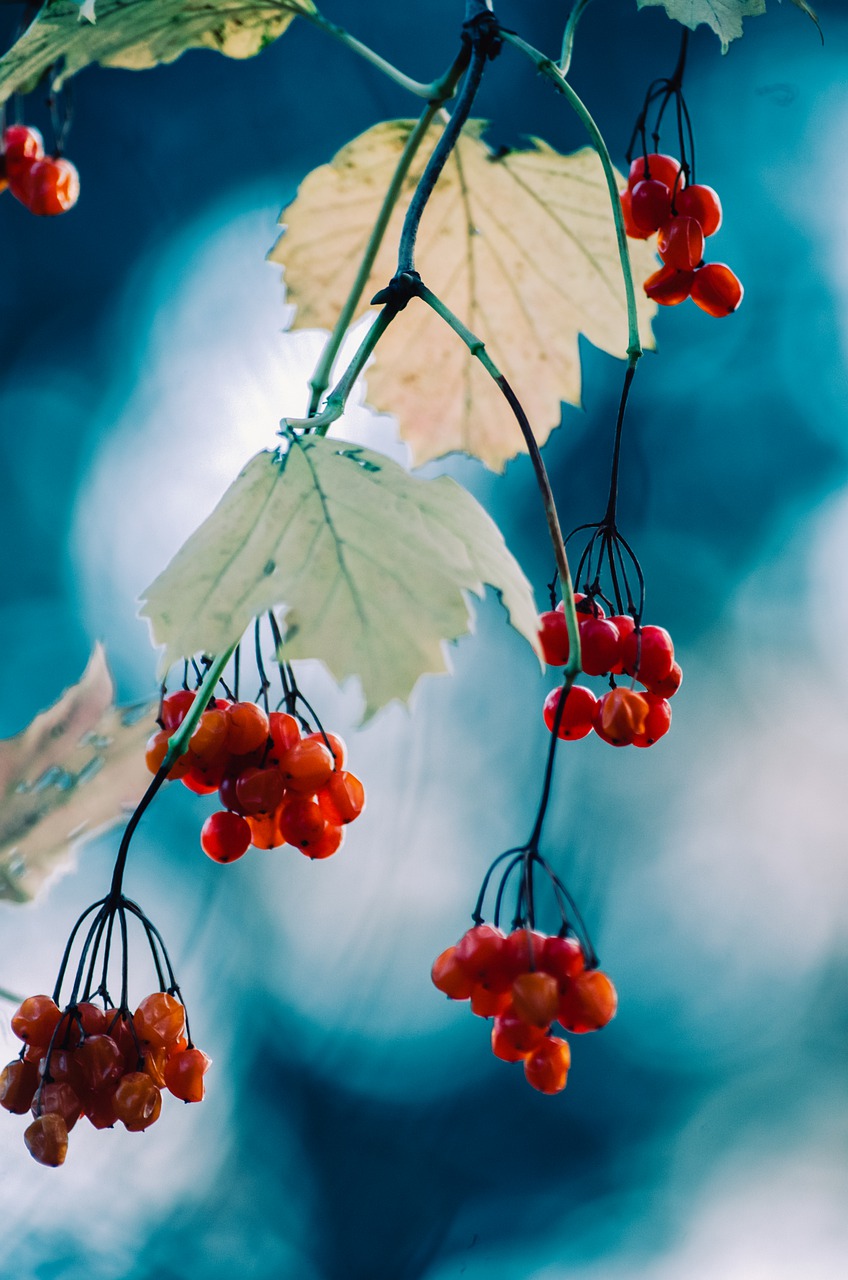 壁纸—红色如火,鲜红欲滴,精巧水果(9张美丽水果美图)