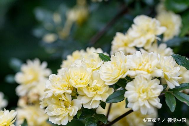 木香花冬天怎么养护 木香花休眠的养护方法