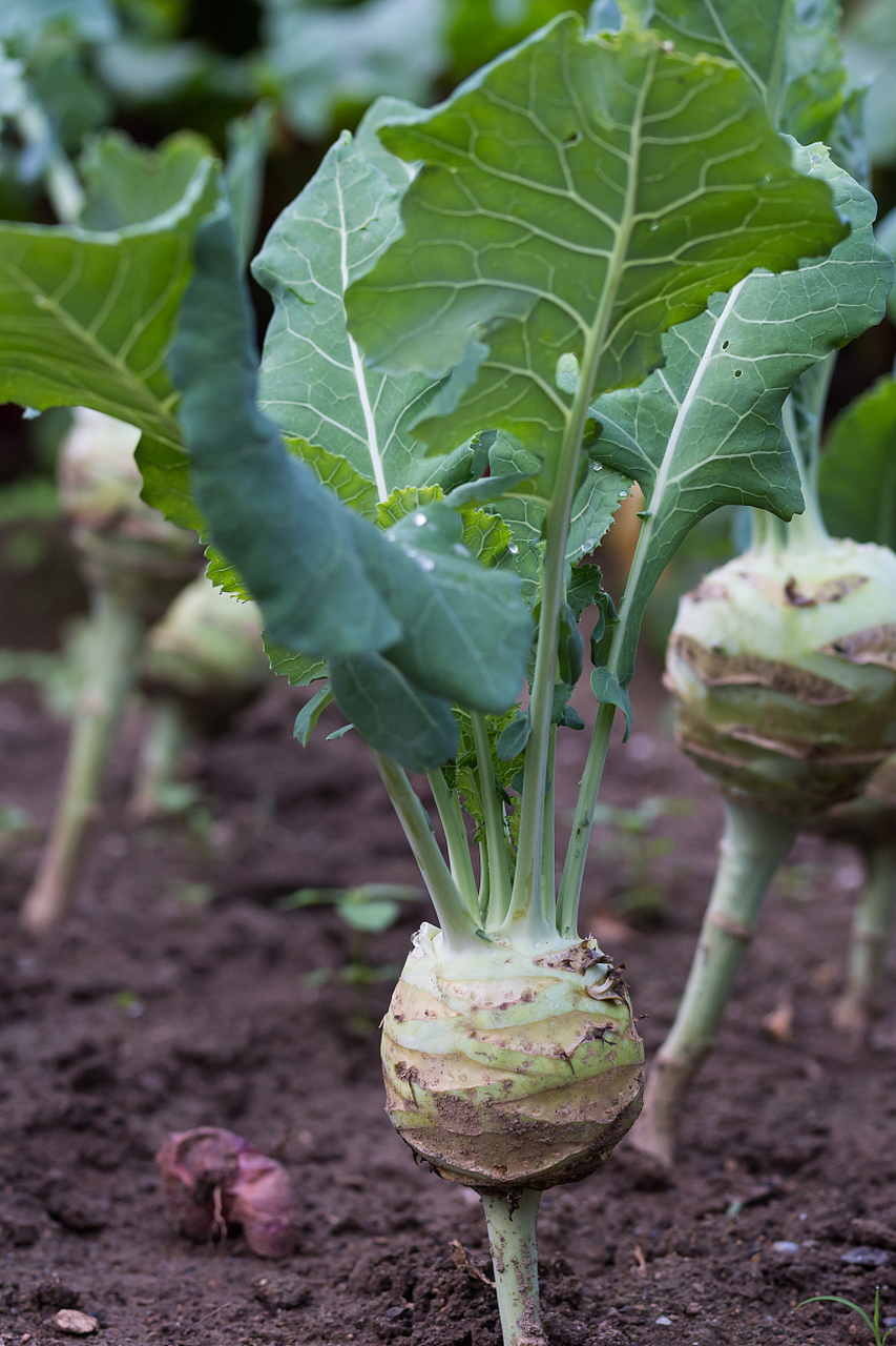 在蔬菜的世界里,蔓菁是一个颇具特色的存在.