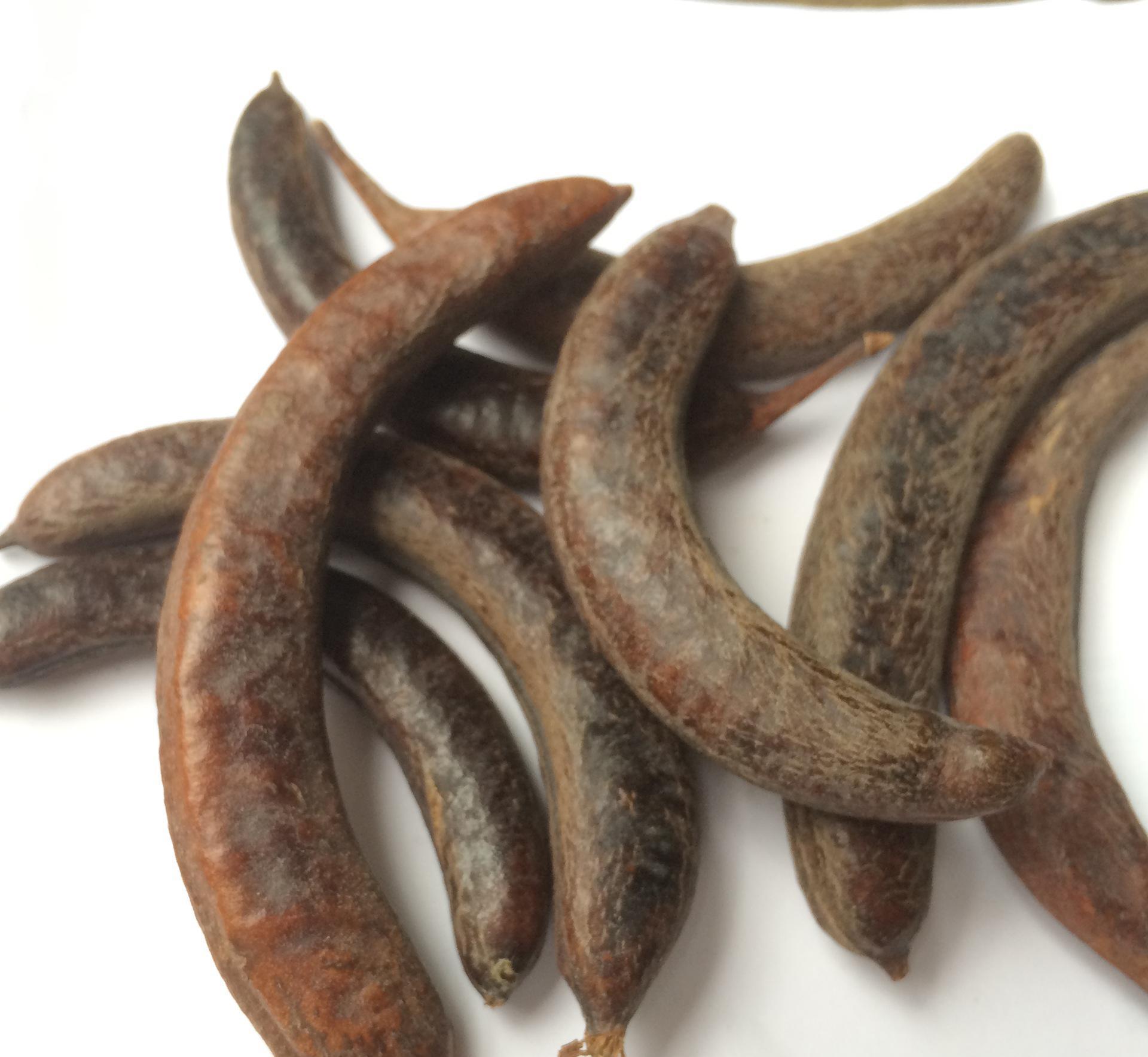 中药材种植:猪牙皂种植技术详解