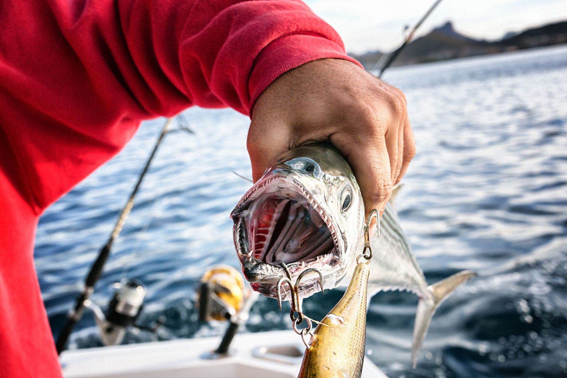 食人鱼这种动物在人们心中一直被描绘成凶猛而贪食的形象,但实际上