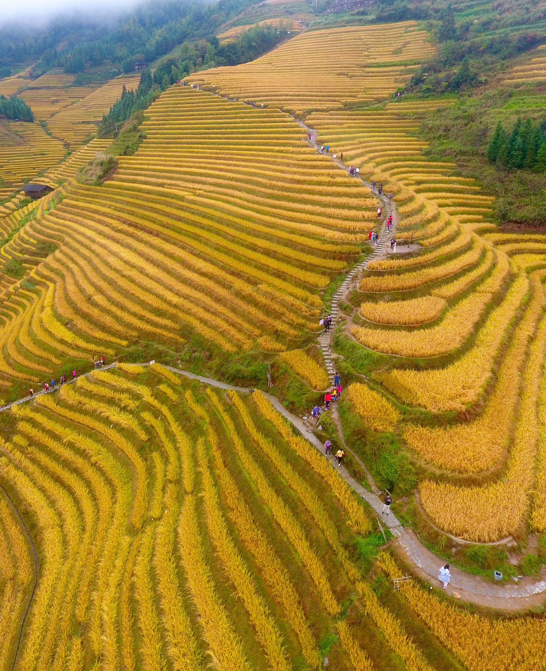 广西龙胜:梯田秋色