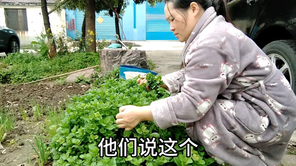 吃这个可以对咳嗽有改善,也可以当菜炒来吃哦