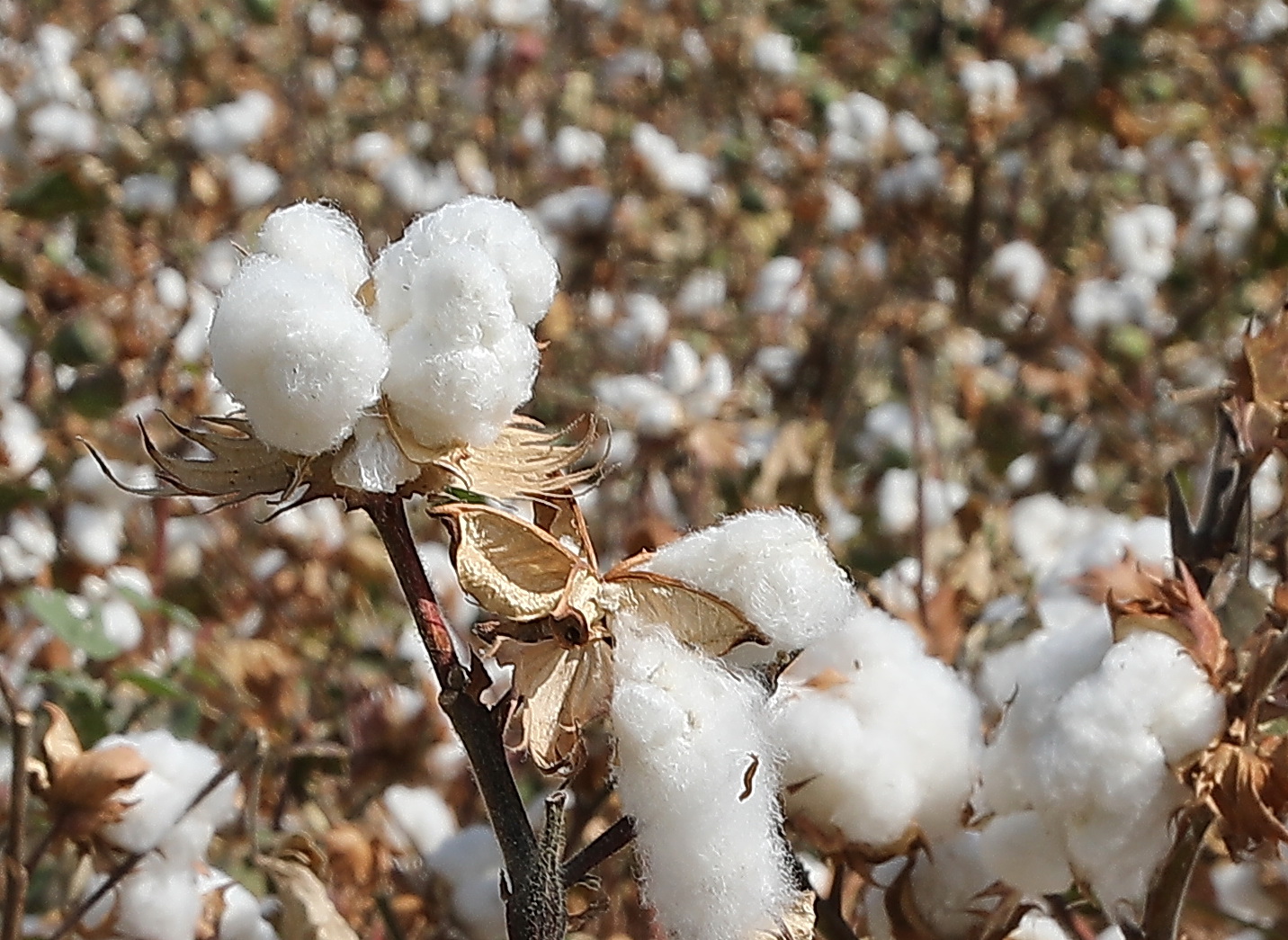 商品专题_棉花采摘↑这是9月26日在乌兹别克斯坦锡尔河州拍摄的棉花田