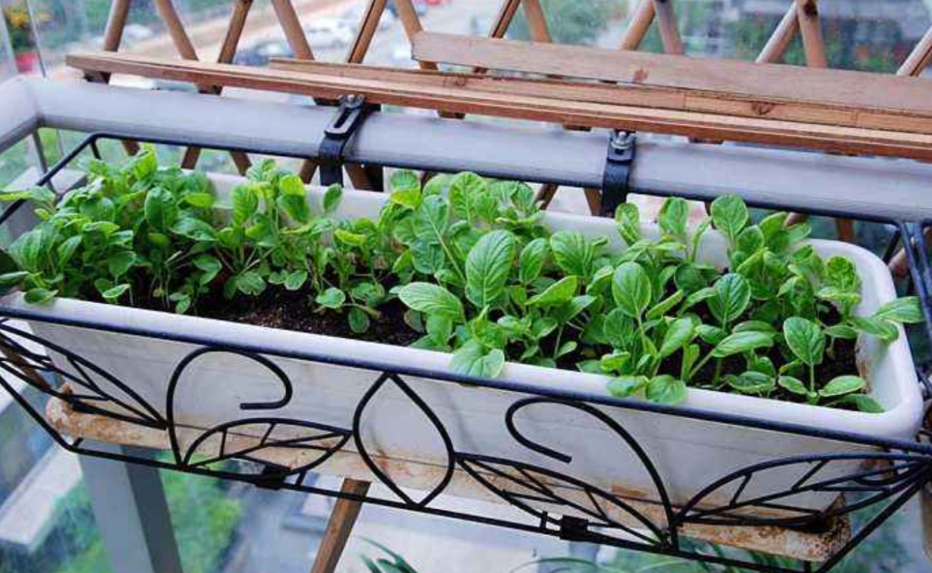 家庭种菜不知道怎样施肥,正确施肥就这几招