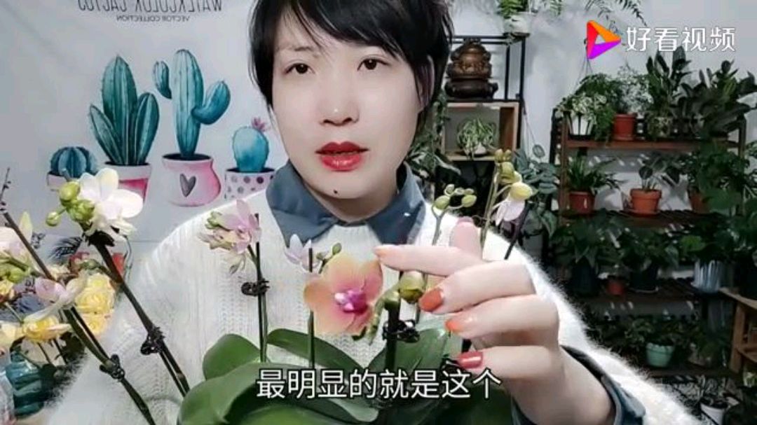 我家的蝴蝶兰陆续开放了,想让花朵整齐千万别乱动!