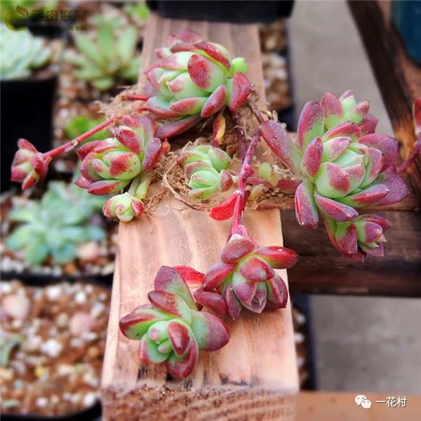 景天科·风车草属(一)