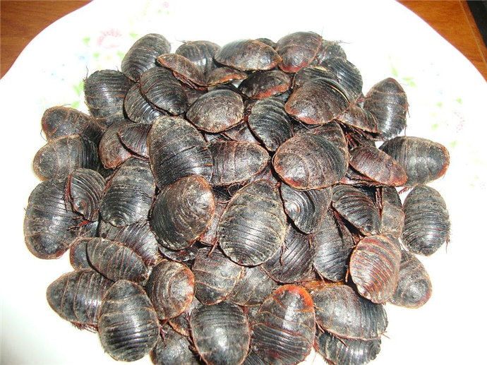 名贵药材地鳖虫,养殖基础很重要,幼虫是决定质量的关键