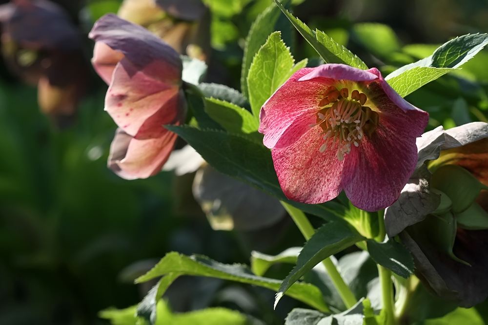 铁筷子花真实图片