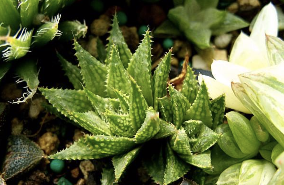 多肉植物—百合科十二卷属硬叶系详解