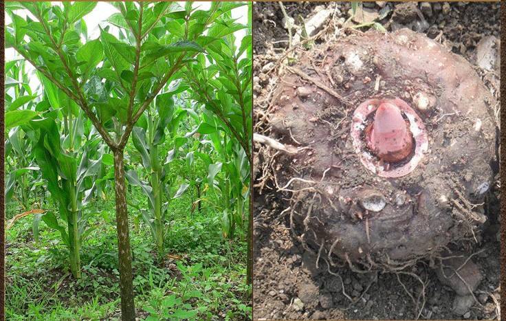 魔芋设备 - 热门商品专区