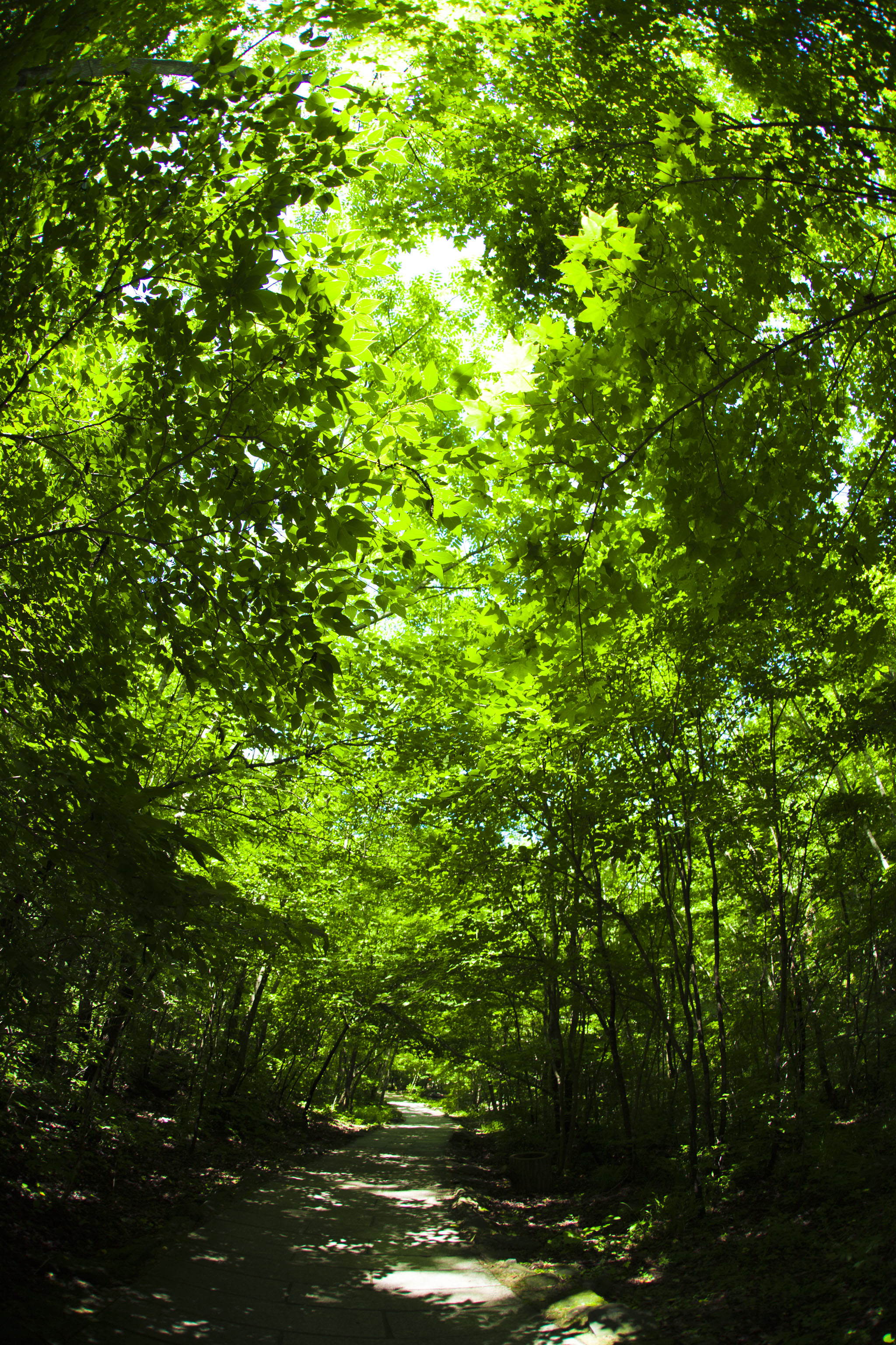 大自然里的生命之绿