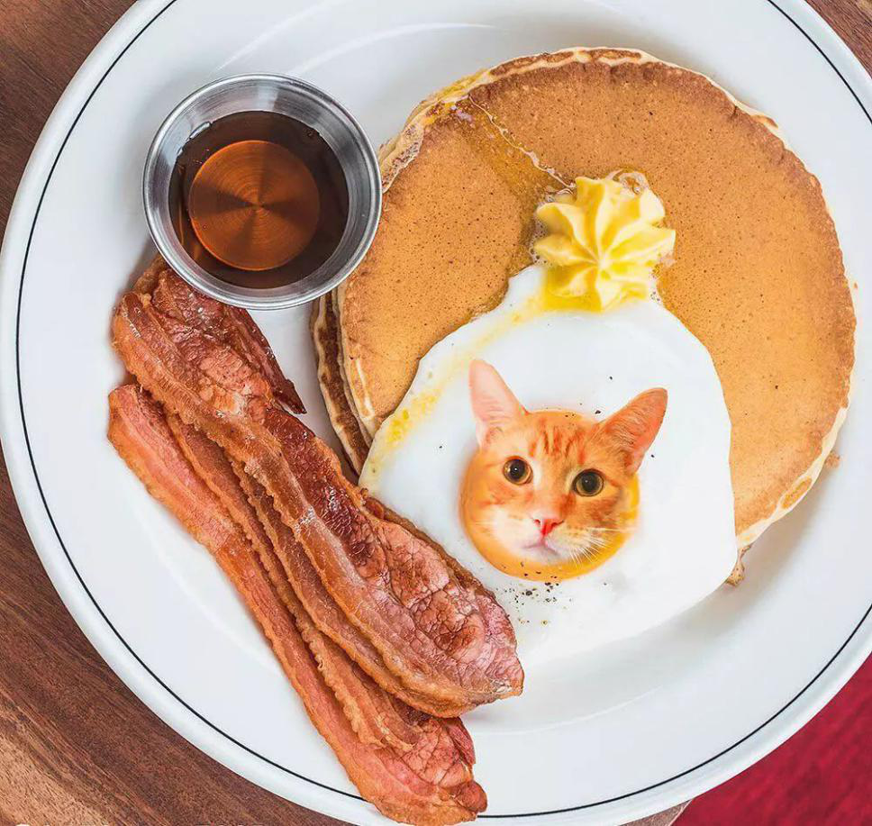 这么可爱的猫猫和美食搭配在一起,简直要萌炸了