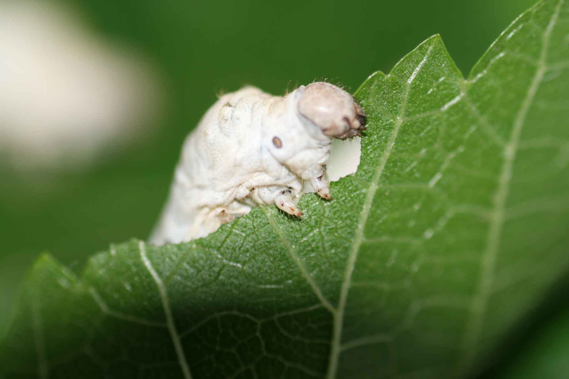 桑叶供给时间,需要合理,这个环节很重要