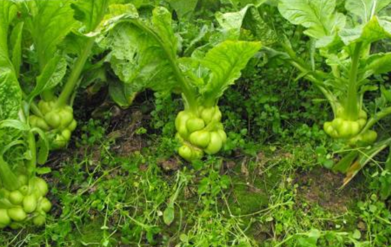 仔细学一学!以后再也不用去买榨菜!