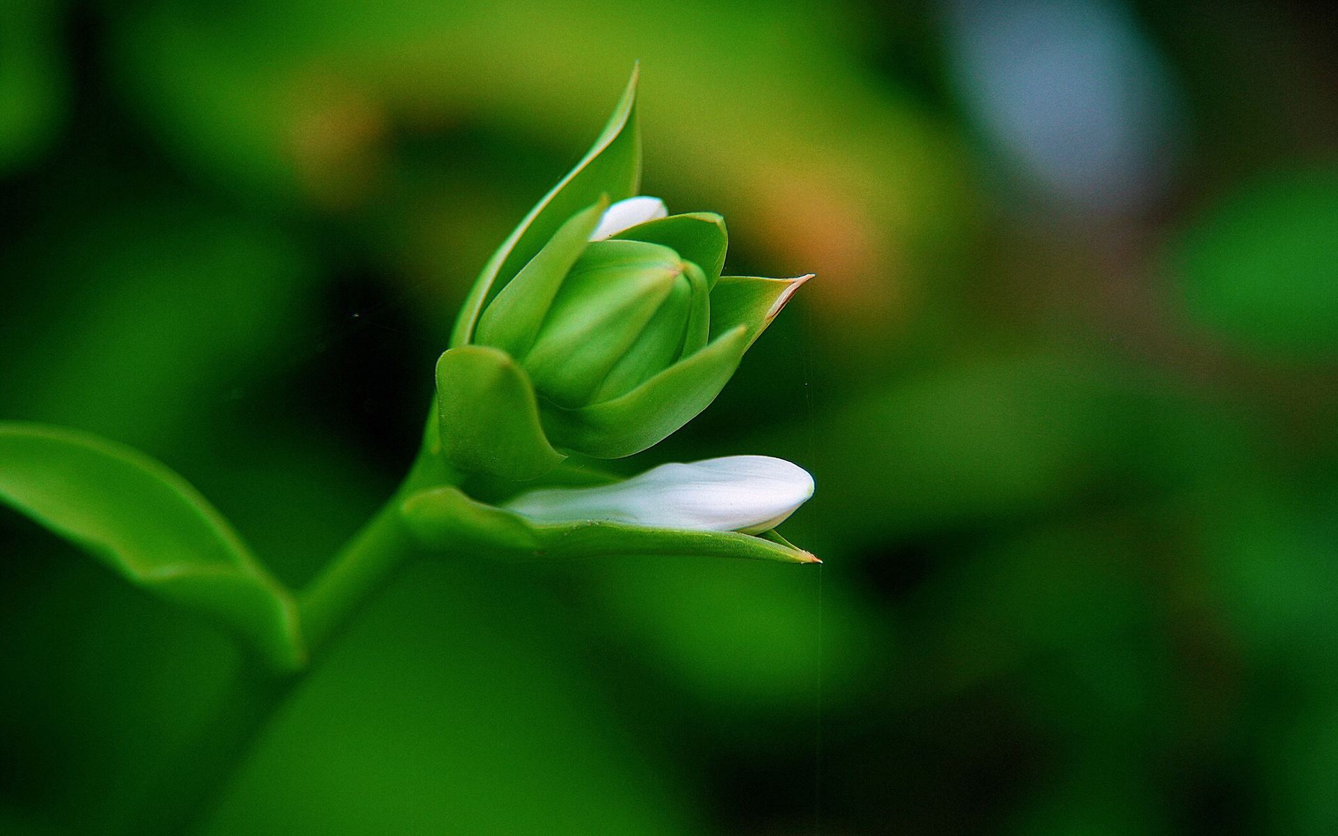 5月桃花绽放,福气满满,3星座好运将至,将有金玉良缘,事业顺心