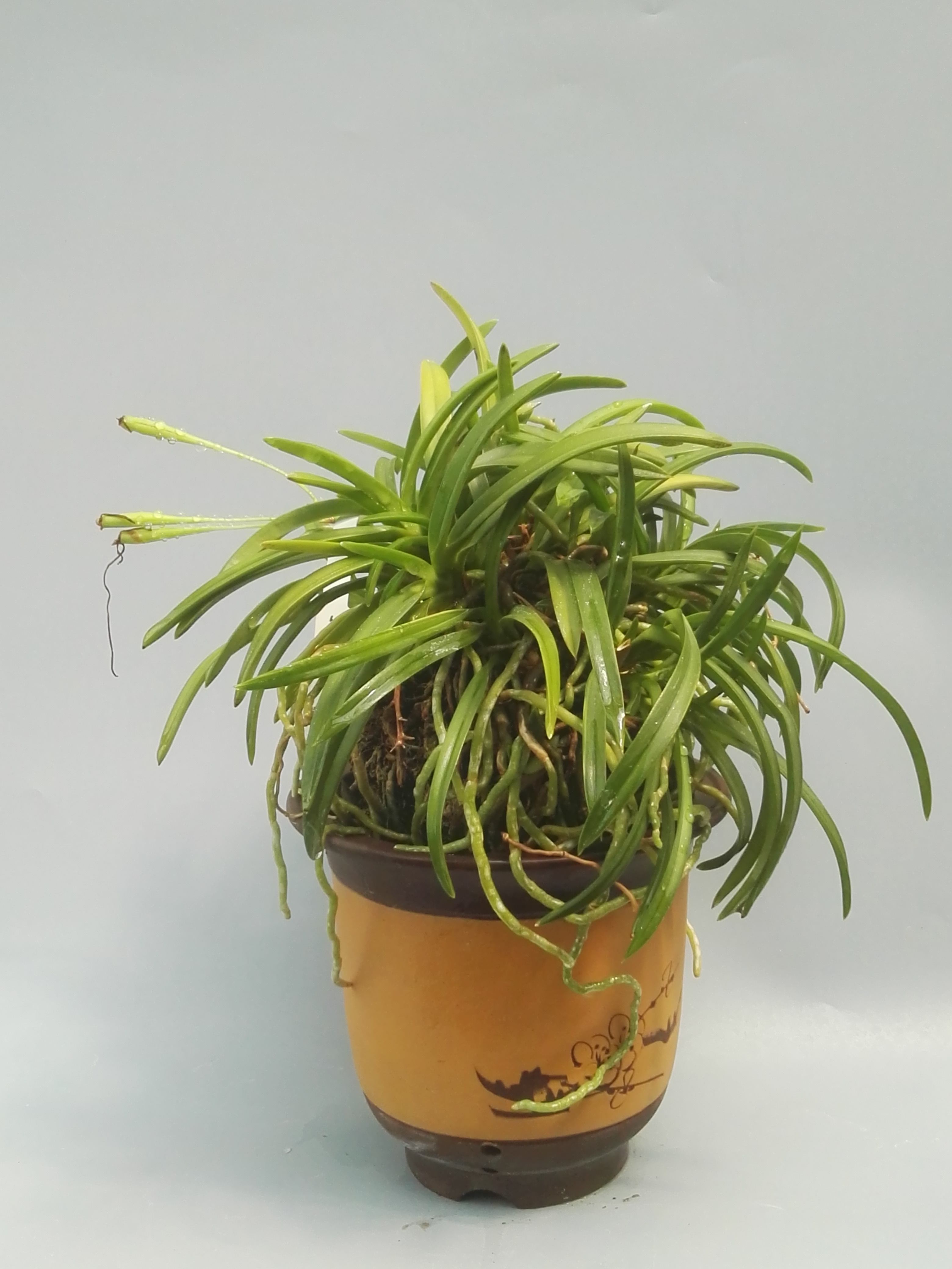 风靡亚洲的凤兰清香沁人,叶,根皆具观赏性,国内尚无真正玩儿家