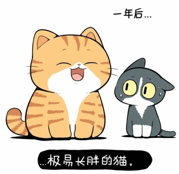 为什么给橘猫起叫"大橘为重"呢?竟然是因为橘猫