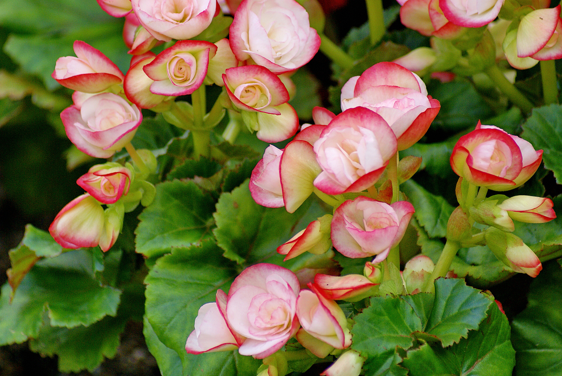 丽格海棠是一种珍贵的植物,它的生长期长,但养殖起来并不难.