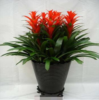 观赏凤梨盆栽技术 盆栽观赏凤梨培技术